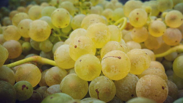 Olaszrizling szőlő